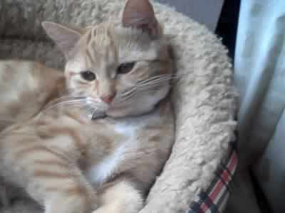 Queenie the ginger female cat in her bed